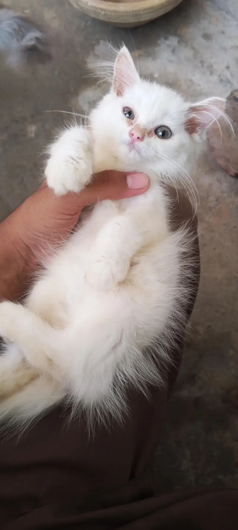 cute fluffy & health beautiful kitten triple Cote fur — photo 6