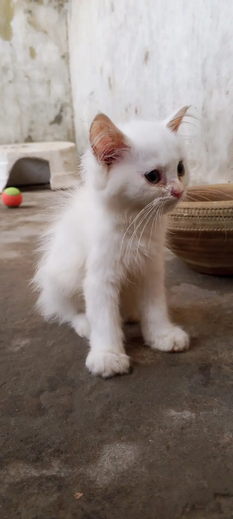 cute fluffy & health beautiful kitten triple Cote fur — photo 7