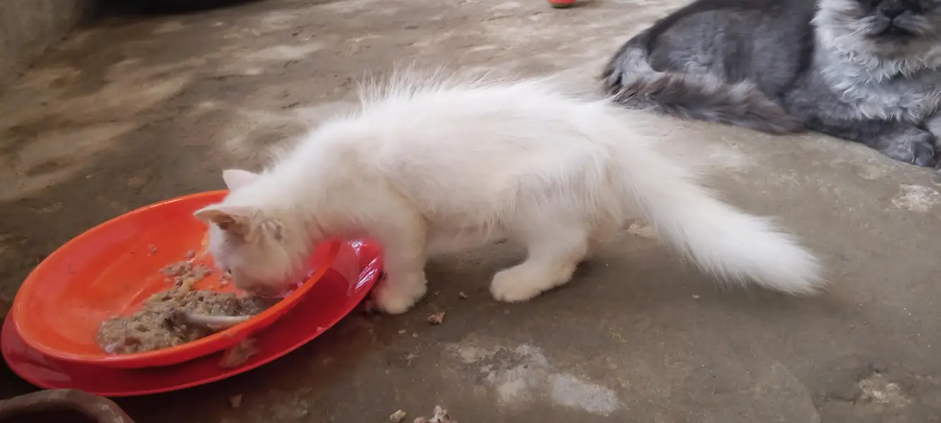 cute fluffy & health beautiful kitten triple Cote fur — photo 8