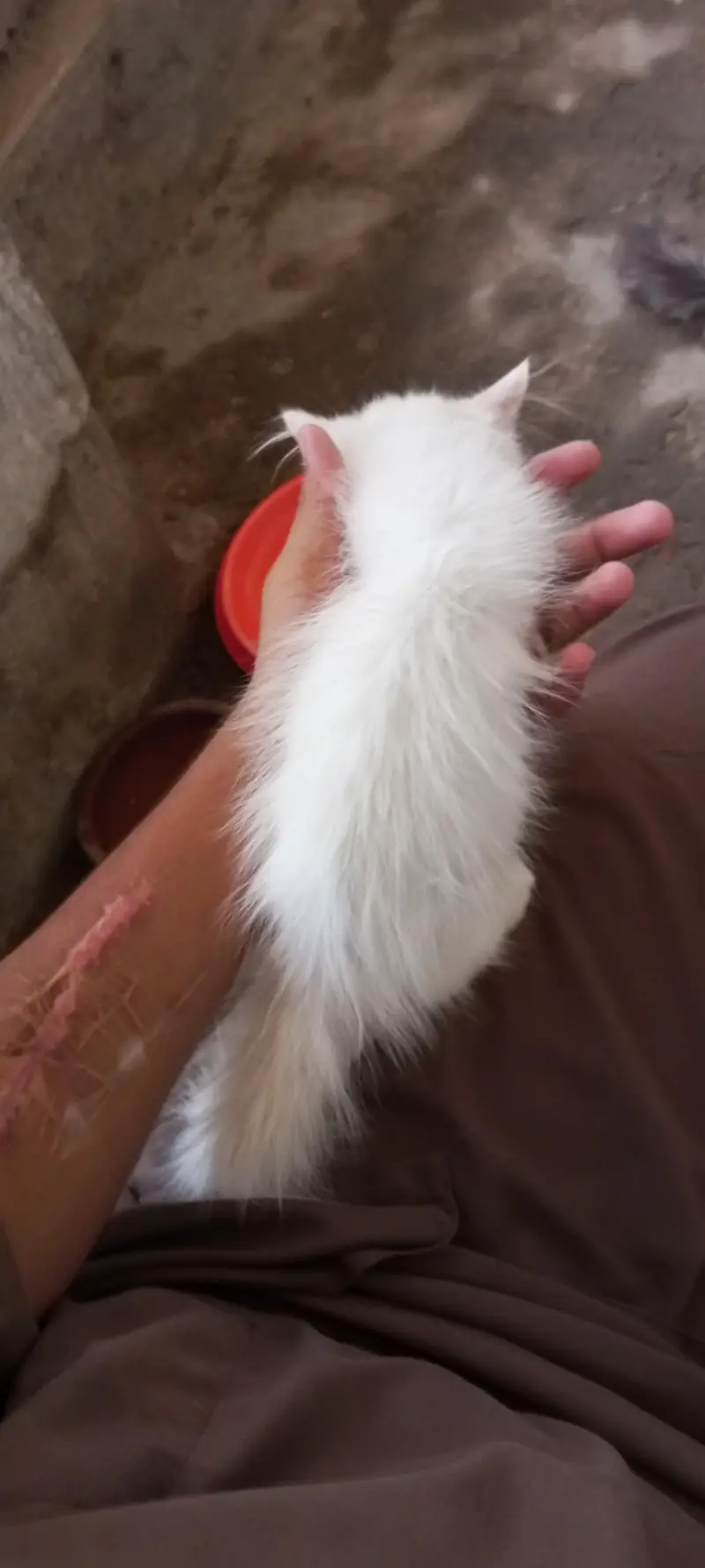 cute fluffy & health beautiful kitten triple Cote fur — photo 9
