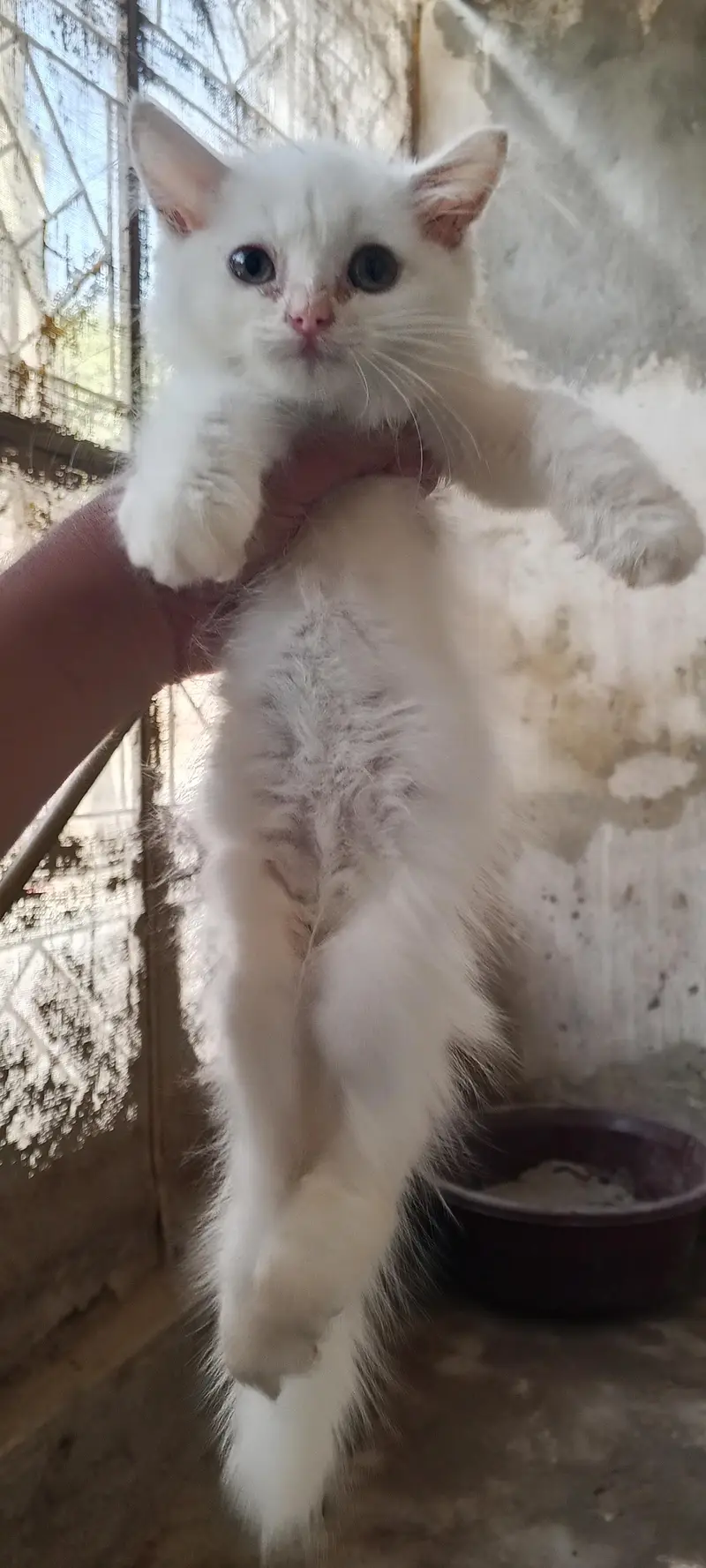 cute fluffy & health beautiful kitten triple Cote fur — photo 10