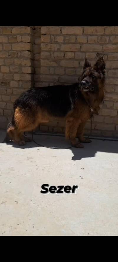 Pink Pedigree Male Ready for new home