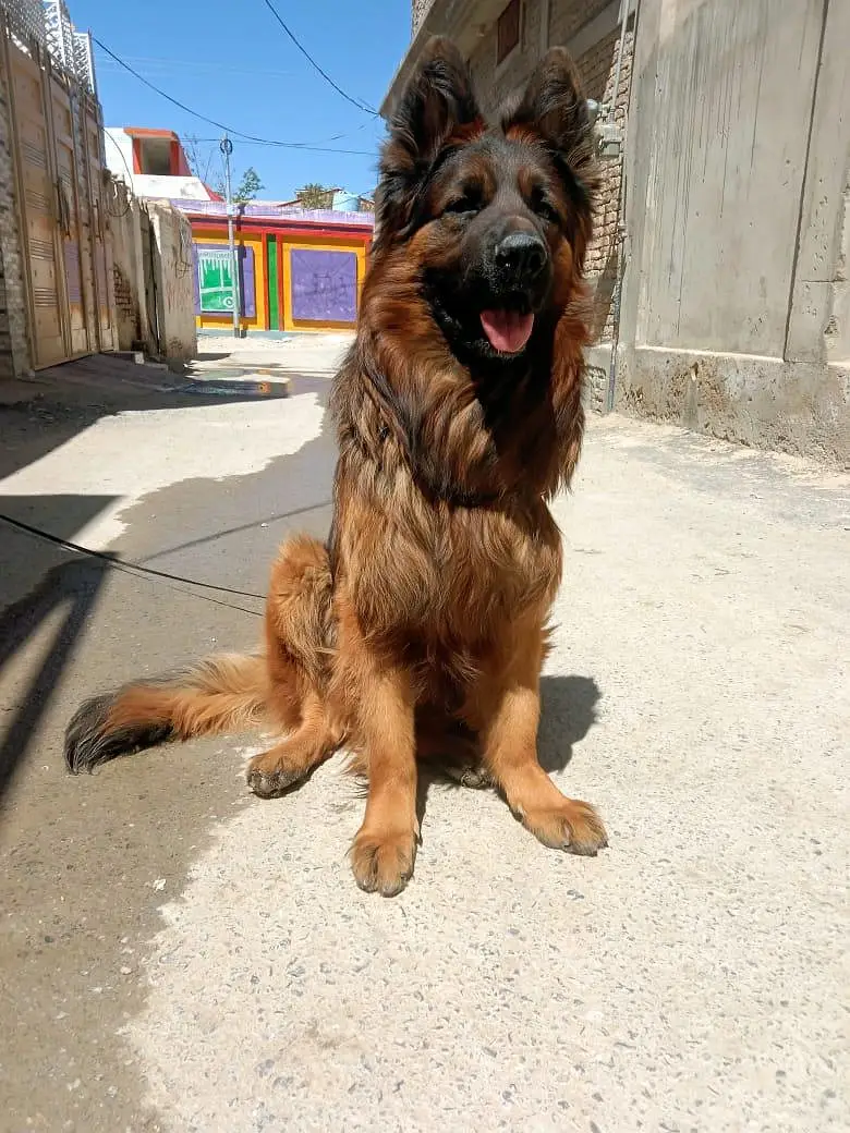 Pink Pedigree Male Ready for new home — photo 4