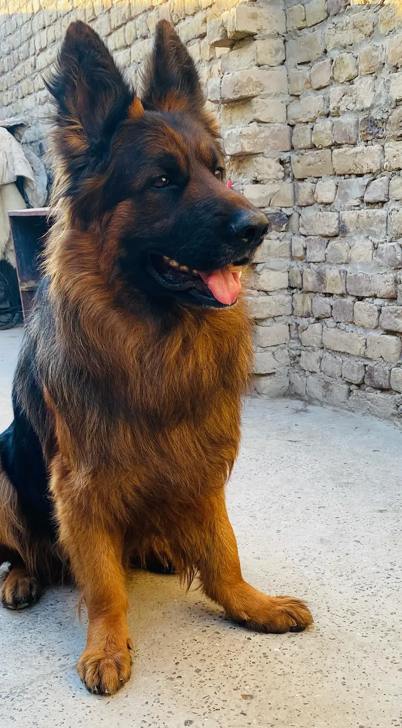 Pink Pedigree Male Ready for new home — photo 5