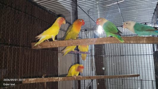 love birds