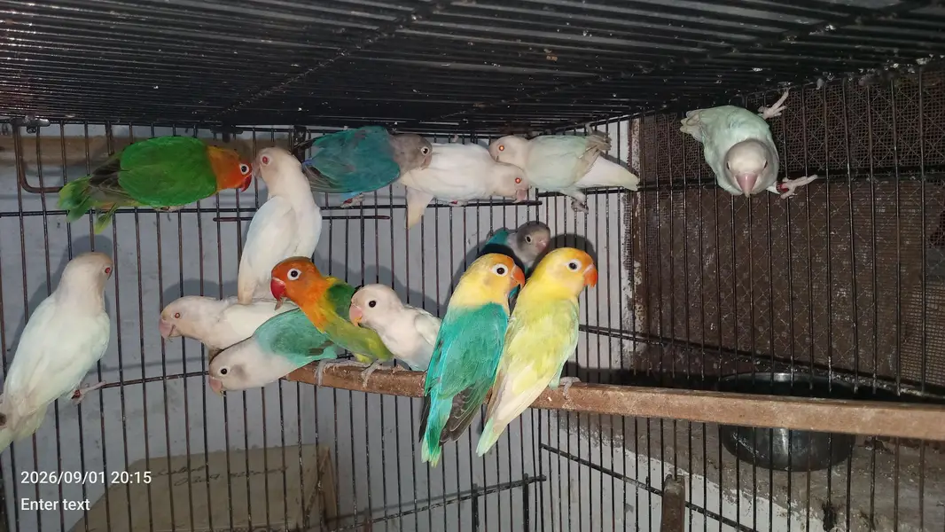 love birds — photo 2
