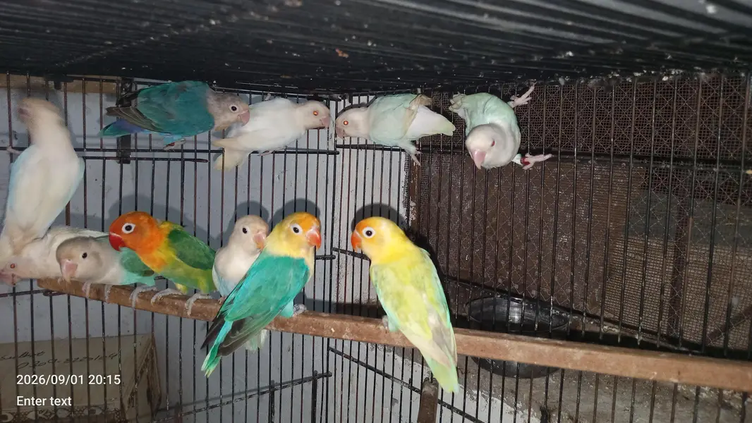 love birds — photo 3