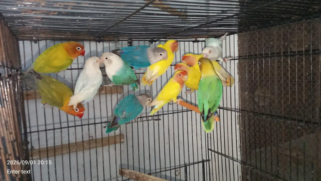 love birds — photo 4