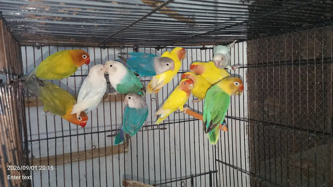 love birds — photo 5