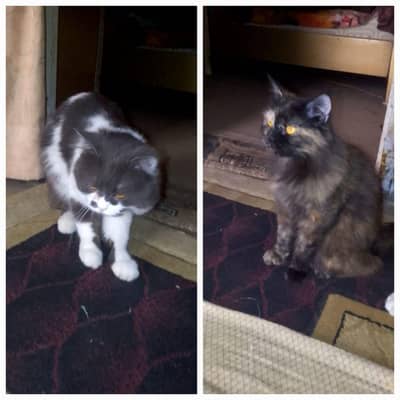 pair of Russian cats for sale reasonable price