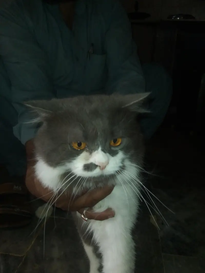 pair of Russian cats for sale reasonable price — photo 2