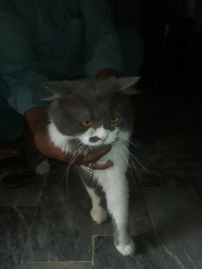 pair of Russian cats for sale reasonable price — photo 3