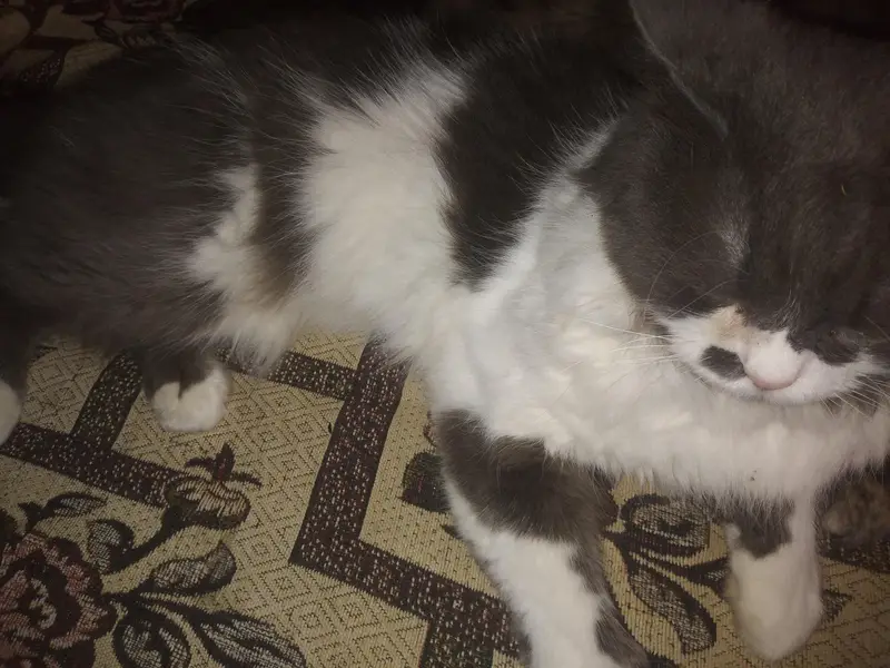 pair of Russian cats for sale reasonable price — photo 4