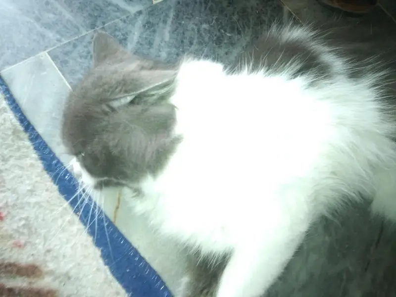 pair of Russian cats for sale reasonable price — photo 5
