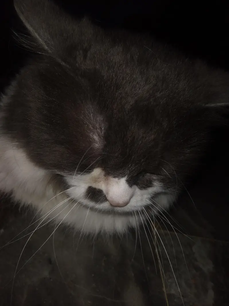 pair of Russian cats for sale reasonable price — photo 6