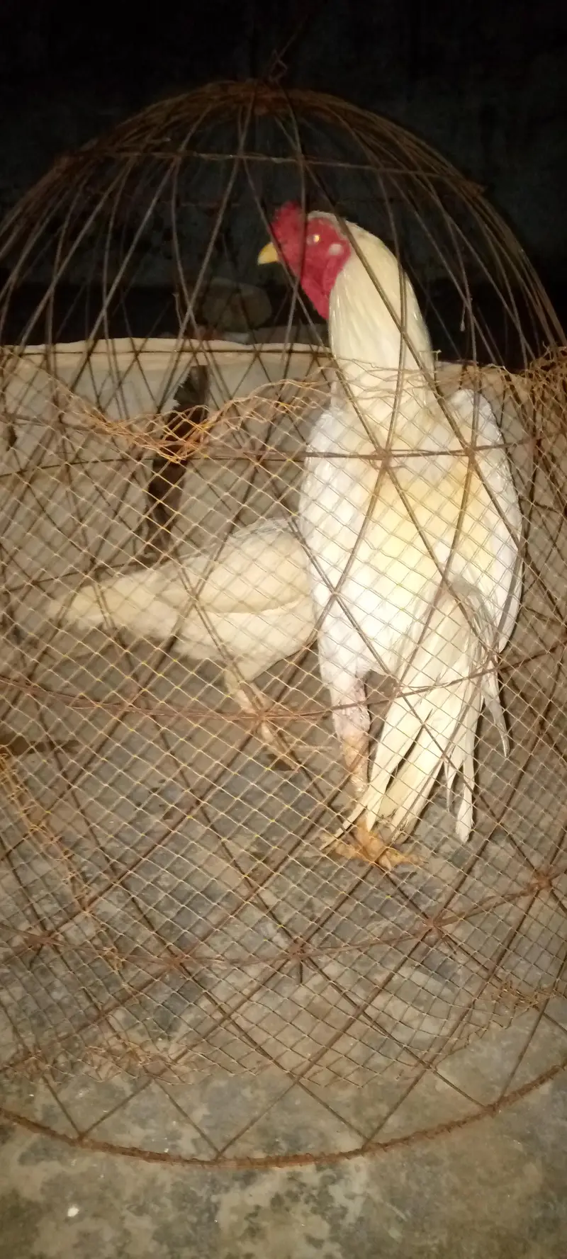 Heera aseel . Good health . Aseel heera — photo 2