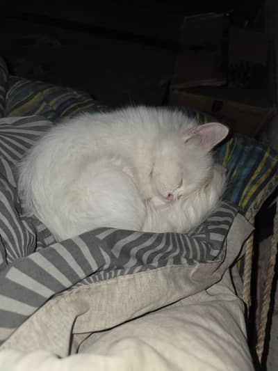 triple coated Persian long hair cat white colour 3 months age baby