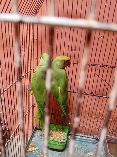 ringneck breedr pair with cage