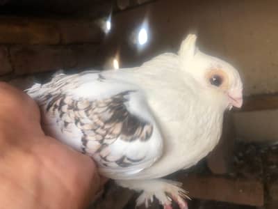 sentient pigeons