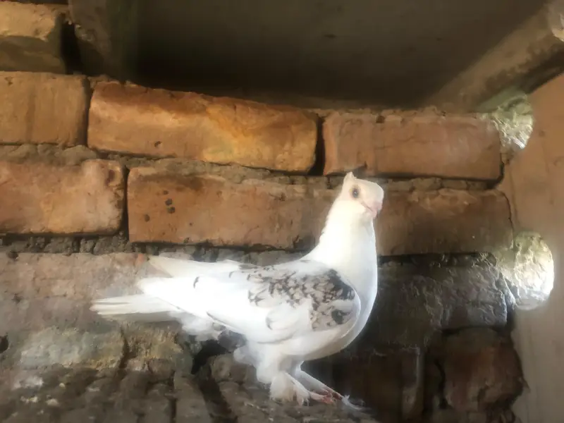 sentient pigeons — photo 2