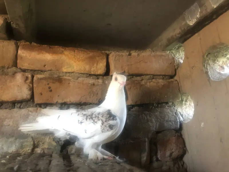 sentient pigeons — photo 3