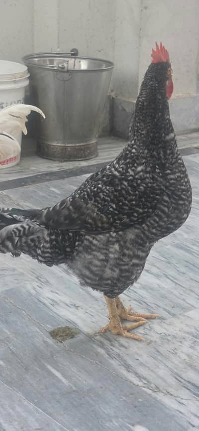 Golden / Misri / Desi Murghy for sale total 10 (Home breed)