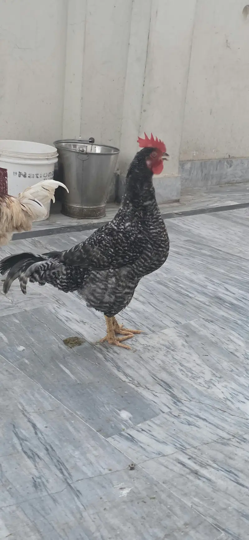 Golden / Misri / Desi Murghy for sale total 10 (Home breed) — photo 2