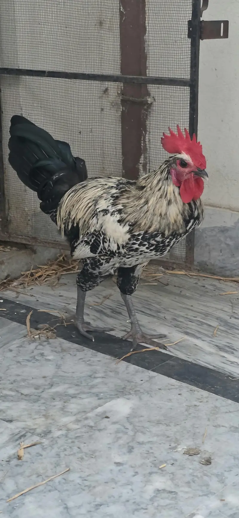Golden / Misri / Desi Murghy for sale total 10 (Home breed) — photo 6