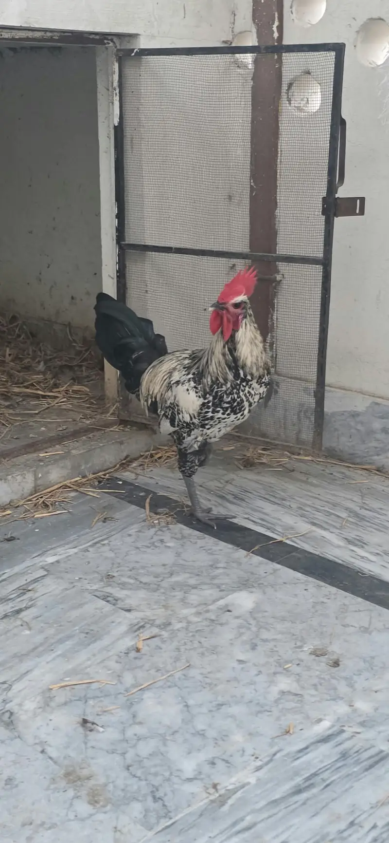 Golden / Misri / Desi Murghy for sale total 10 (Home breed) — photo 7