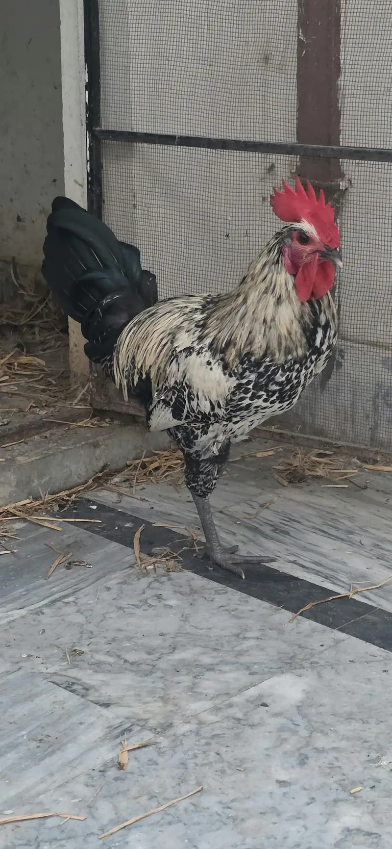Golden / Misri / Desi Murghy for sale total 10 (Home breed) — photo 8