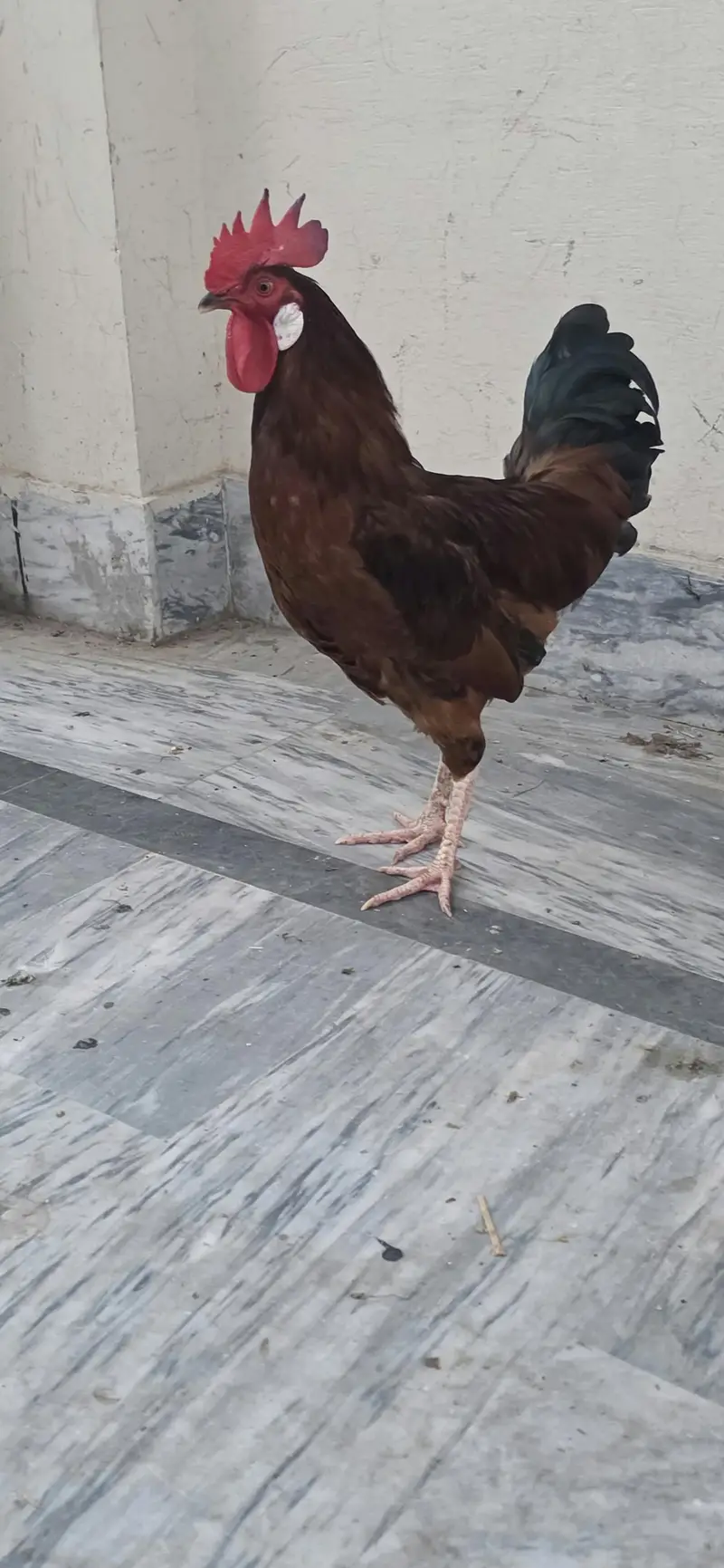 Golden / Misri / Desi Murghy for sale total 10 (Home breed) — photo 9