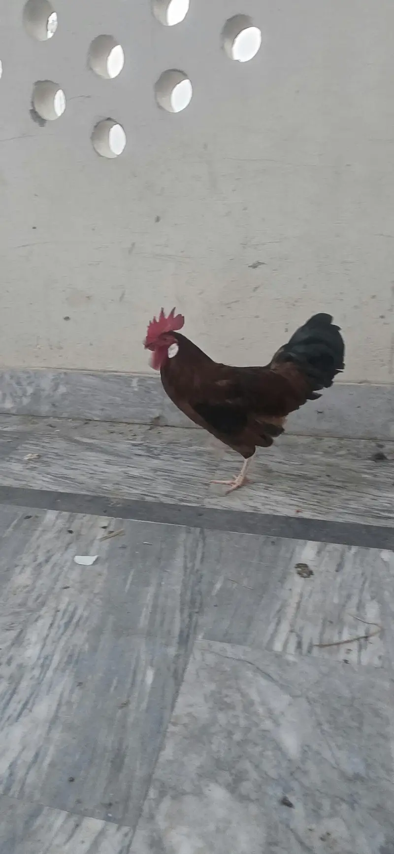 Golden / Misri / Desi Murghy for sale total 10 (Home breed) — photo 11