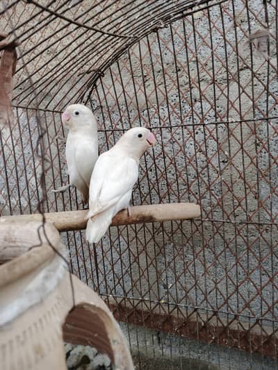love Birds