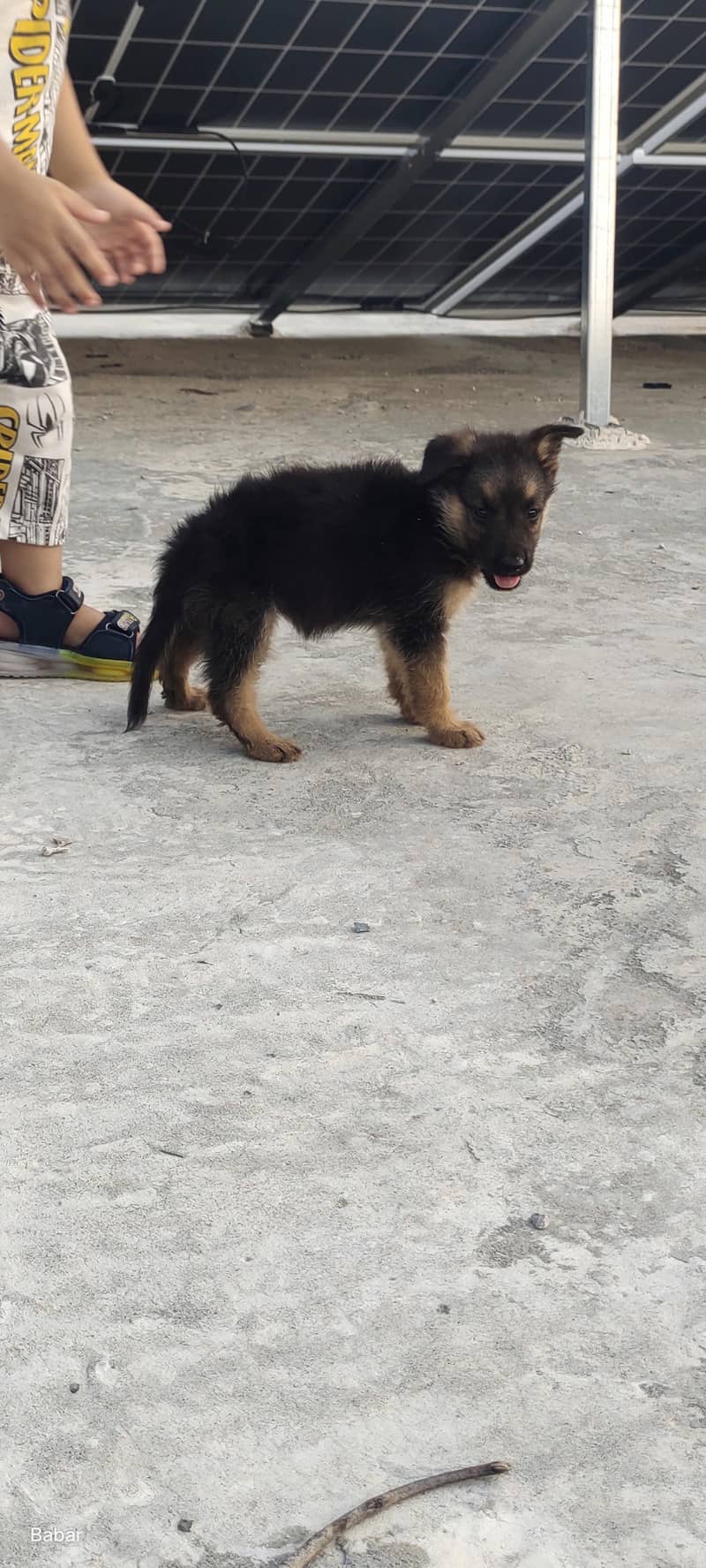 German shepherd 0