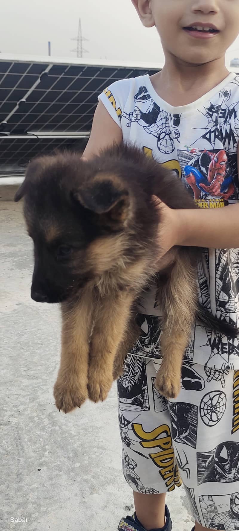 German shepherd 1