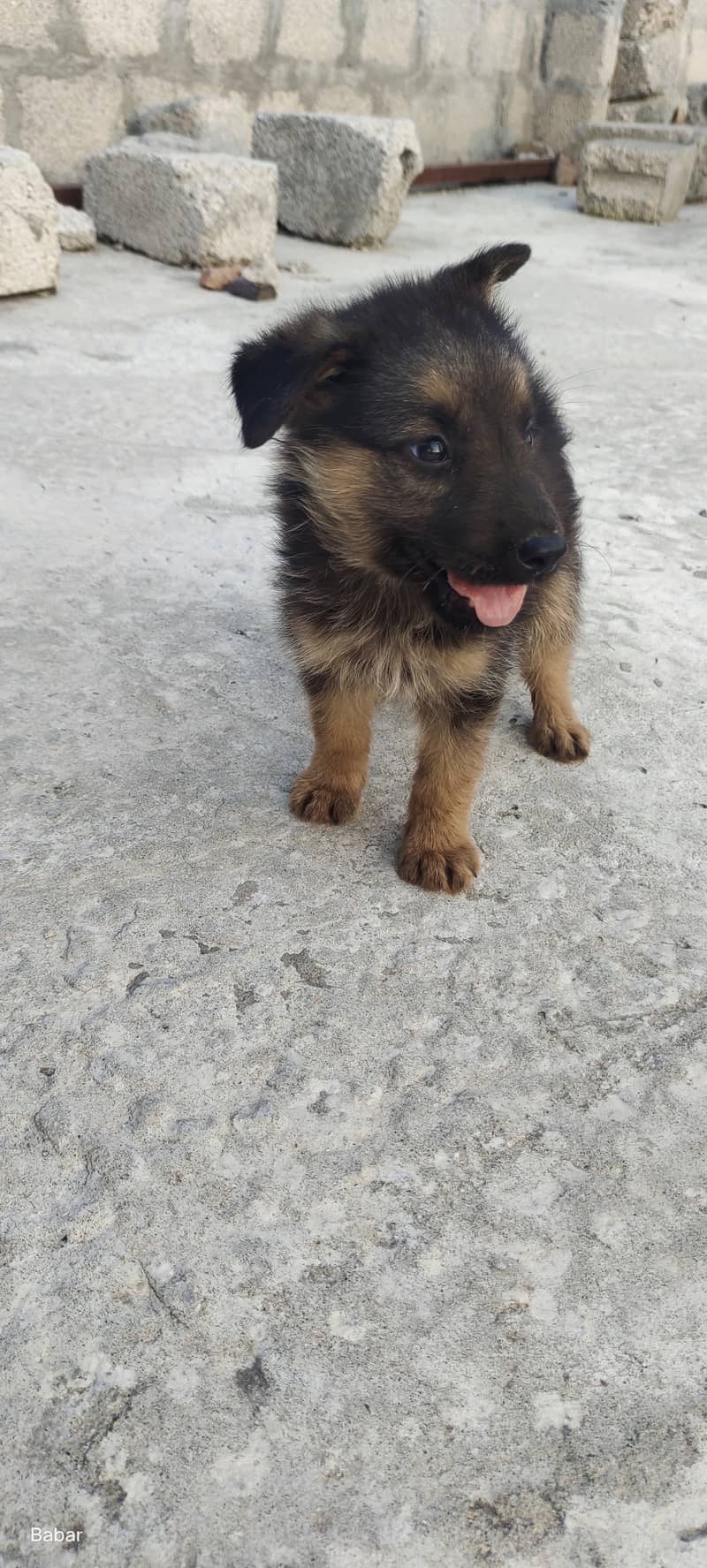 German shepherd 2