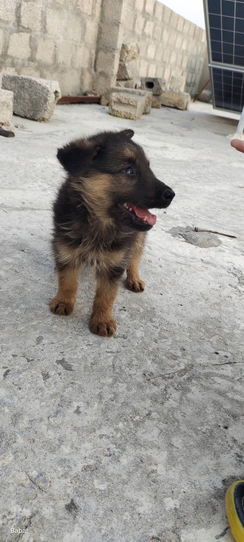 German shepherd 3