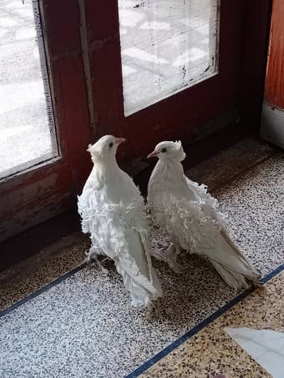 White pair fril big size and 1 male jecobin big size