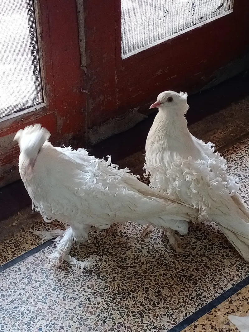 White pair fril big size and 1 male jecobin big size — photo 3
