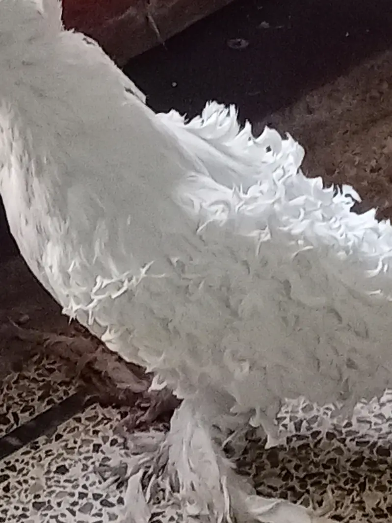 White pair fril big size and 1 male jecobin big size — photo 4
