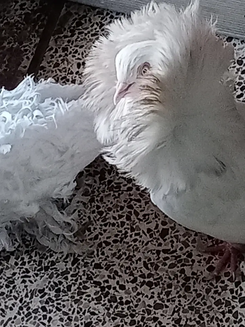 White pair fril big size and 1 male jecobin big size — photo 6