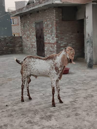 makkhi chini pure