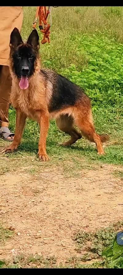 German Shepherd female for sale