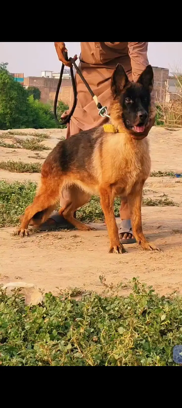 German Shepherd female for sale — photo 2