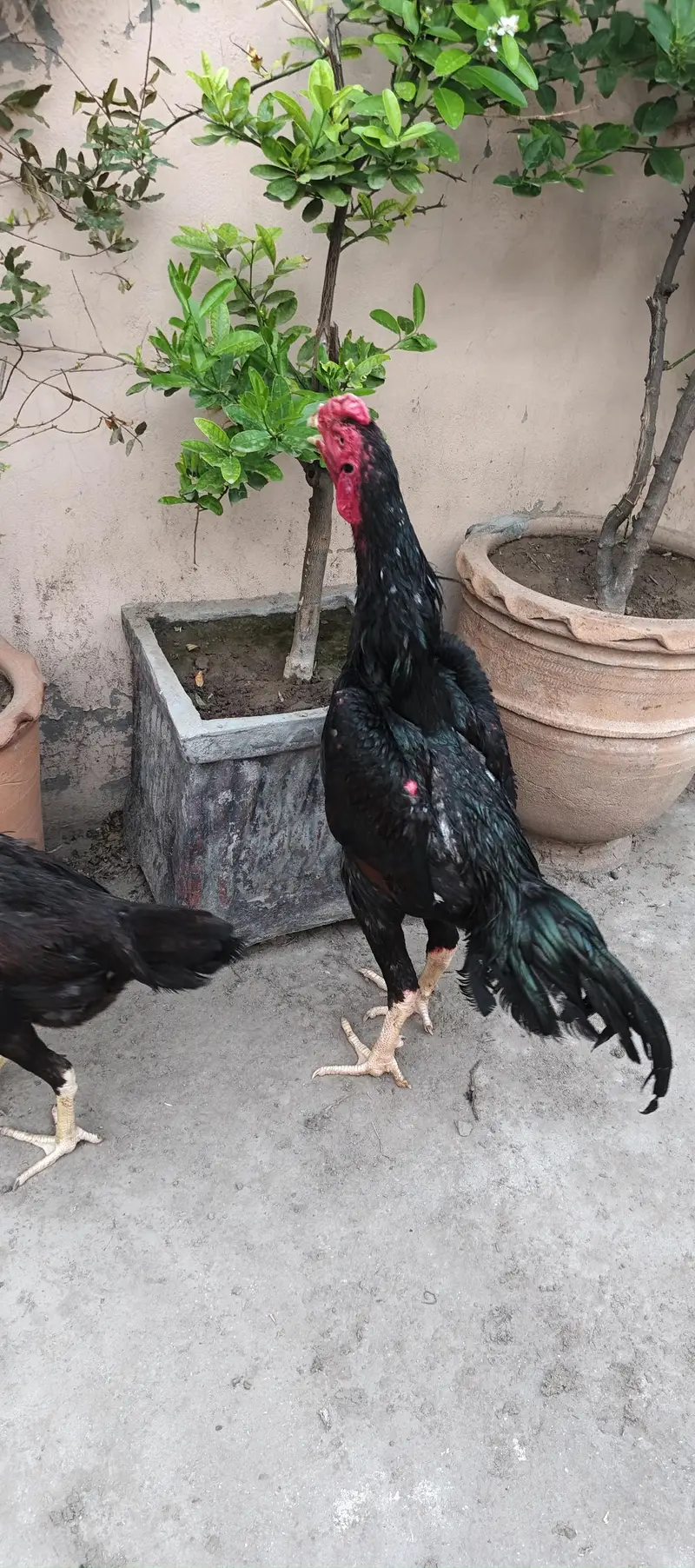 shamo