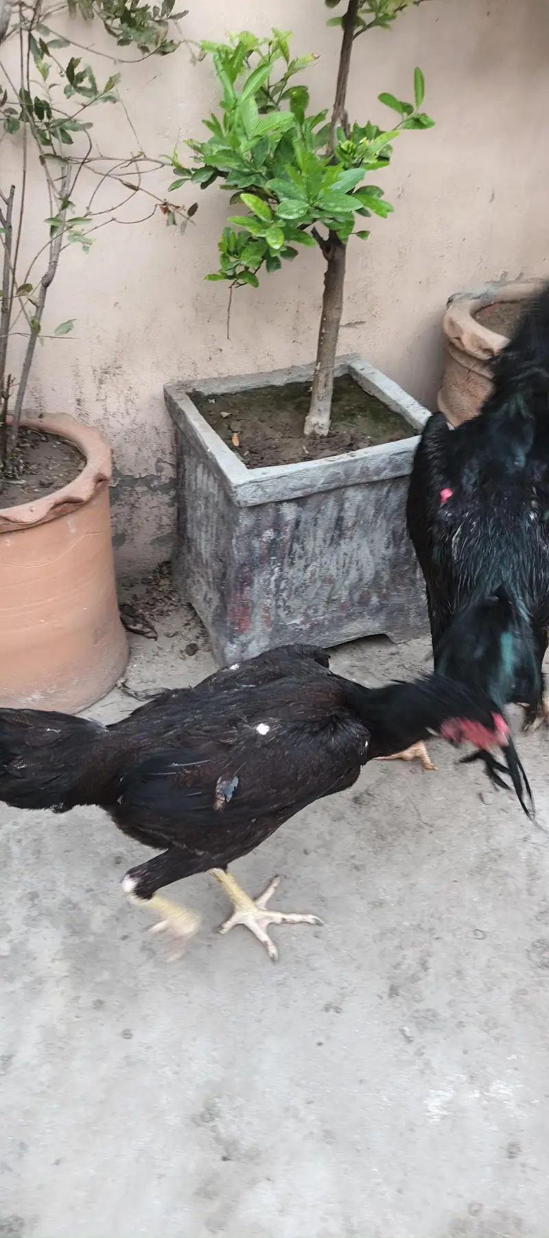 shamo — photo 2