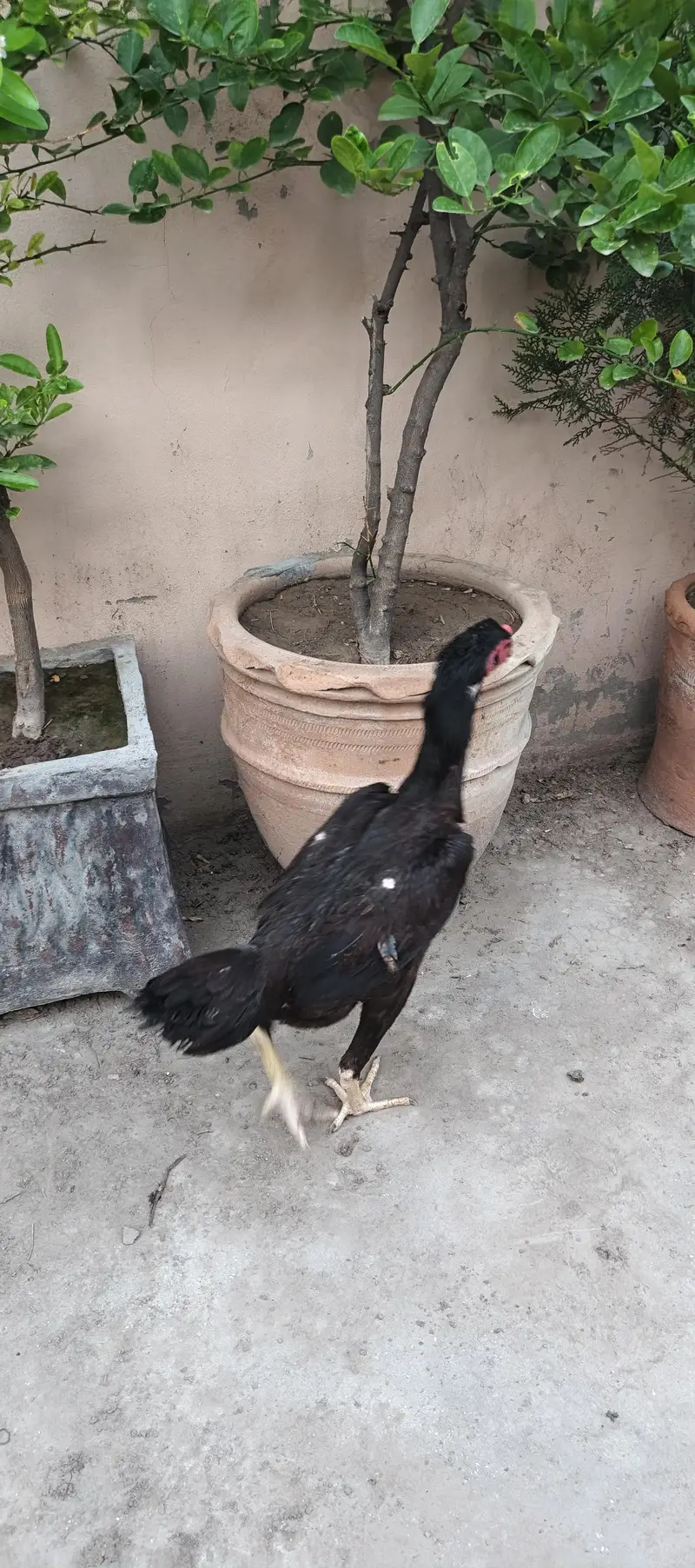 shamo — photo 3