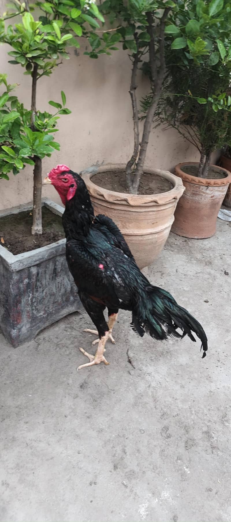 shamo 3