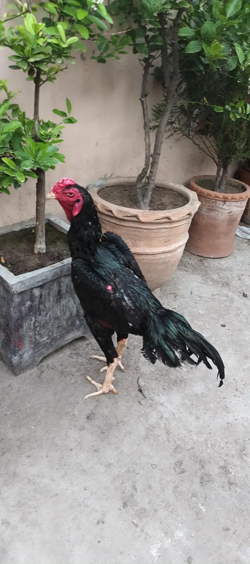shamo — photo 4