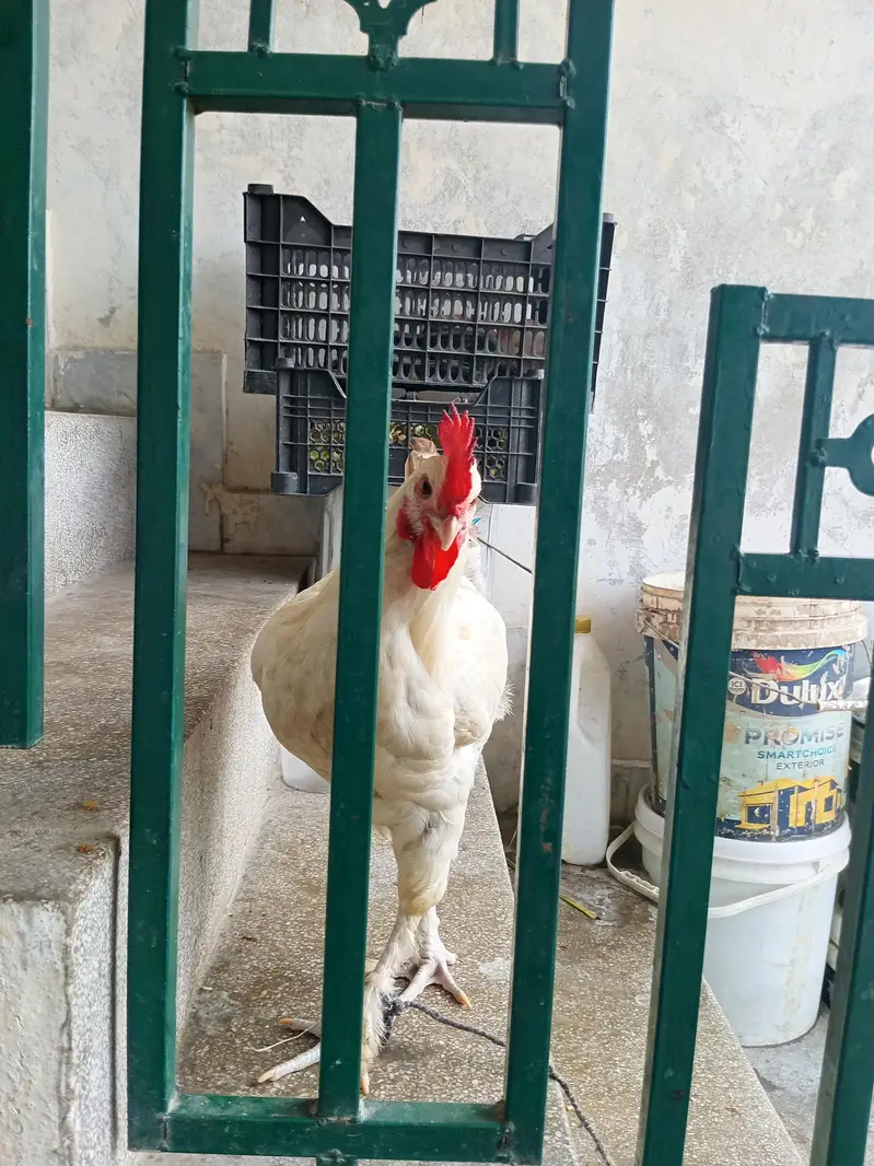White Fancy Cross Murgha - Healthy & Active — photo 2